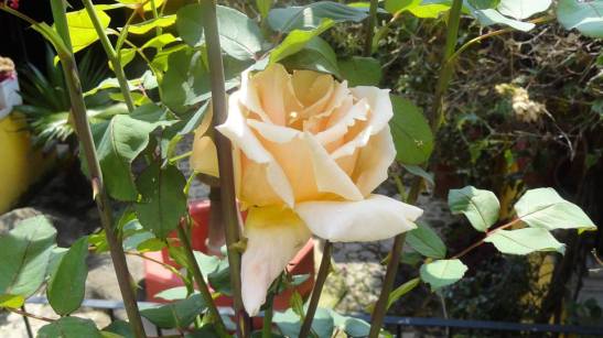 8705_638792779547104_8677167890932736762_n