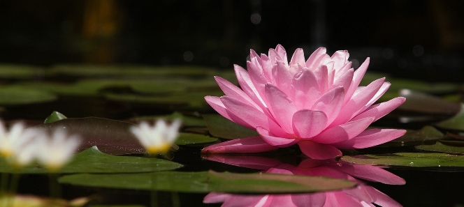 Honestidad es hablar de lo que se piensa y hacer lo que se ha dicho. No hay contradicciones ni discrepancias entre los pensamientos, palabras o acciones.