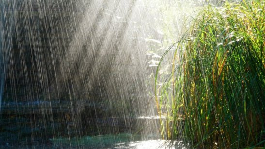 41736__tropical-rain_p