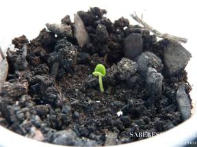 1913548_10209074772095795_1927318576638031022_n