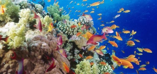 1277019806_underwater-wallpaper-26