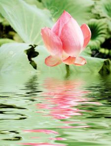 3563547-Pink-lotus-with-water-reflection-Stock-Photo