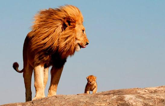 b1b8b7a7b2d81f7c2b2659cb9d106431_0