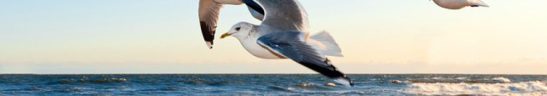 cropped-gulls-370012_640-1