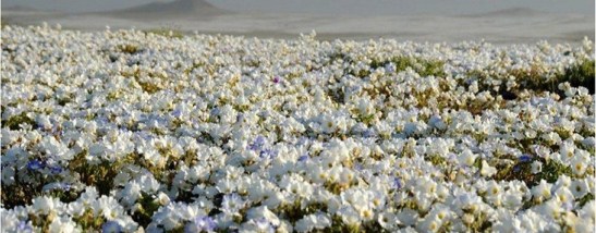 santiago-chile-1440x564_c