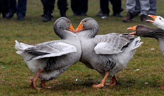 Female geese honk in support as two male geese battle in a geese fight at local soccer field in Shuto Orizari