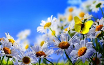 White-daisy-flowers-yellow-butterfly-blue-sky_m