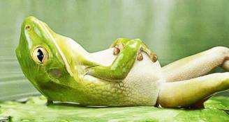 frog-on-back-relax