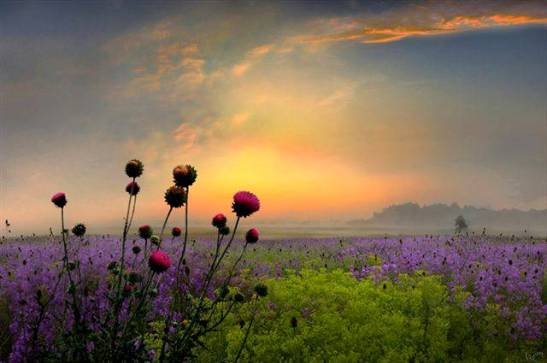 flores-amanecer
