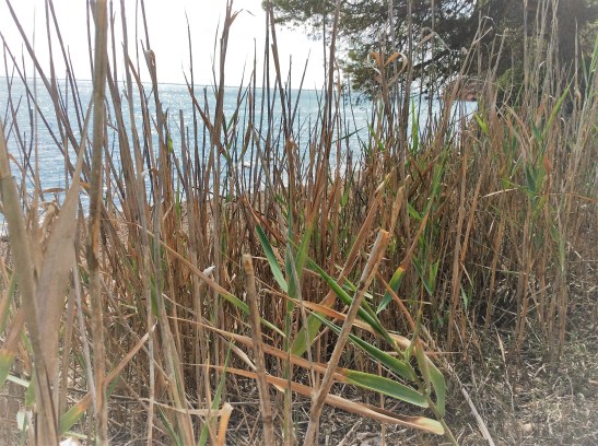 cor eixut esblanqueit