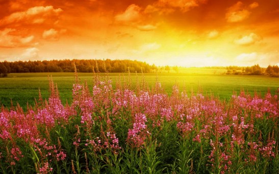 ws_Spring_Flowers_1920x1200