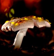 fireflies-on-mushrooms