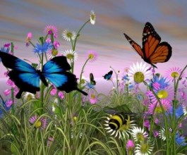 nature-with-butterfly-hd-wallpapers-1080p-300x250