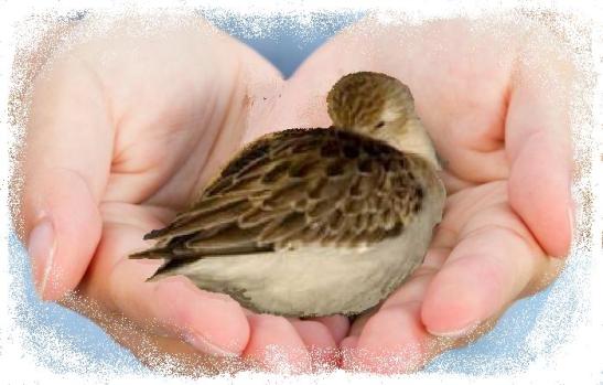 curar-pajaro-herido-euroresidentes