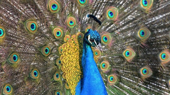 peacock-164995_960_720.jpg