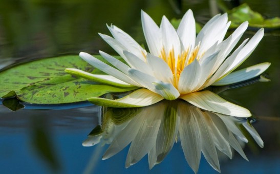 white-water-lilly-16101