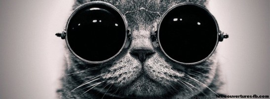 chat-à-lunettes-photo-de-couverture-journal-facebook