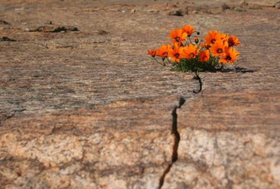 flores-en-el-desierto