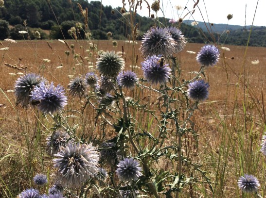 C4695AE4-462B-4AAE-9412-2F157CEFAE19