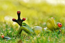 frog-1109795_960_720