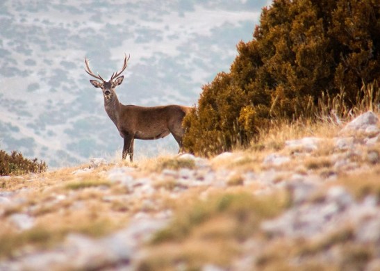 AEA16B5D-C0D0-41D9-ACD9-C6697C911C7E