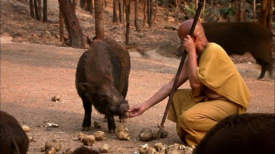 753019070-berraco-pista-ruta-alimentar-cuidado-de-animales-monje