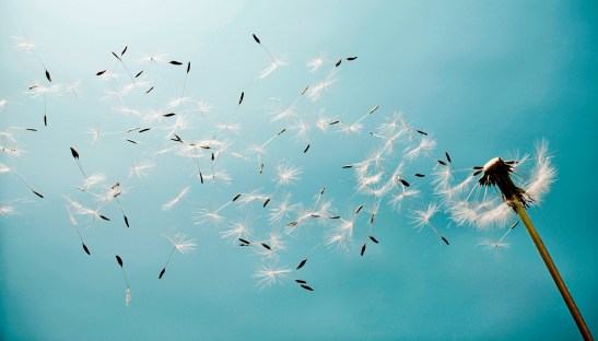 dandelion-seeds-blowing-away_1600
