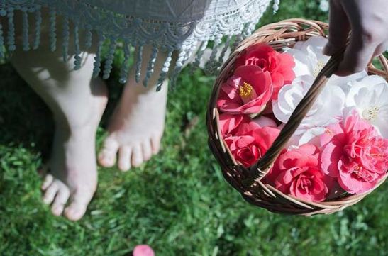 Camelia_romanticas_flores