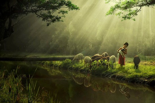 kambing-kesayanganku