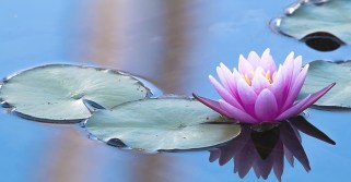 plantas-estanque-verdecora