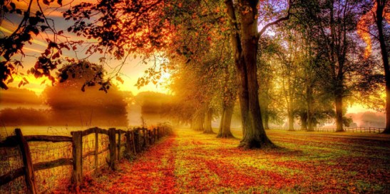 fonds-ecran-automne-feuilles-mortes-5-660x330