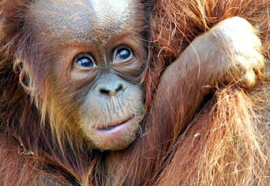 orangutan4