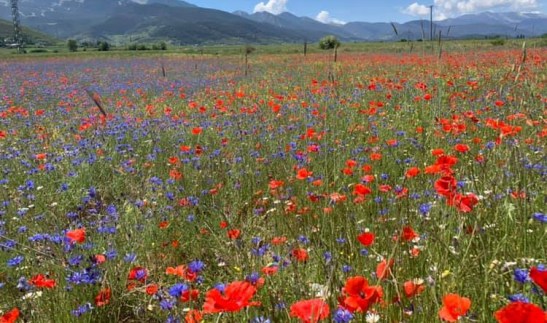 61535996_1291072907716753_7896916660735442944_n