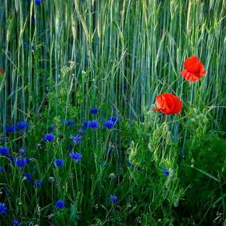 64224564_10210917740938425_8871634899874873344_n