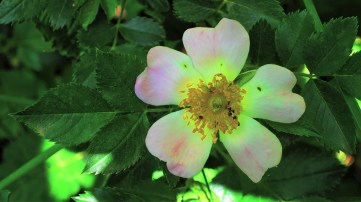 64557025_1271291606354940_164540102620479488_n