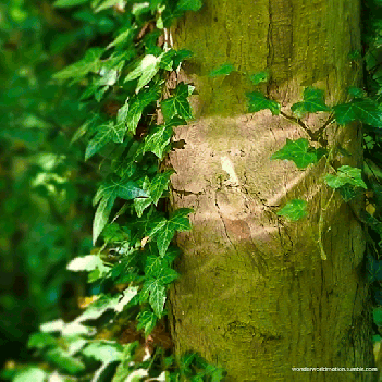 tumblr_pqk4lvgaiQ1viuar9o1_540