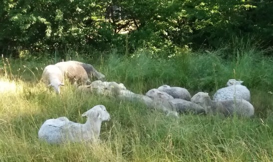 66310828_10215226981570902_737120953267388416_n