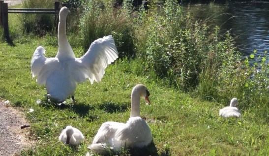 66632966_10215226977890810_3485908874634985472_n