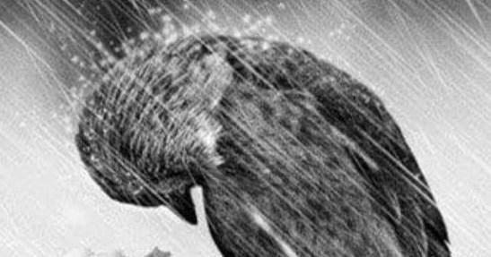 resistir, bajo la lluvia, pajaro, esperanza, tormenta