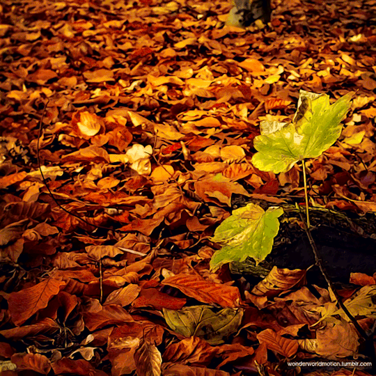 tumblr_pli3d8iCIL1viuar9o1_540