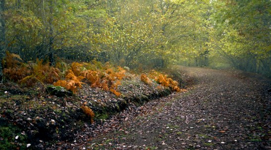 31961015878_3f40a861d7_b