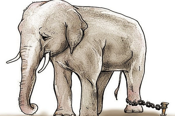 elefante