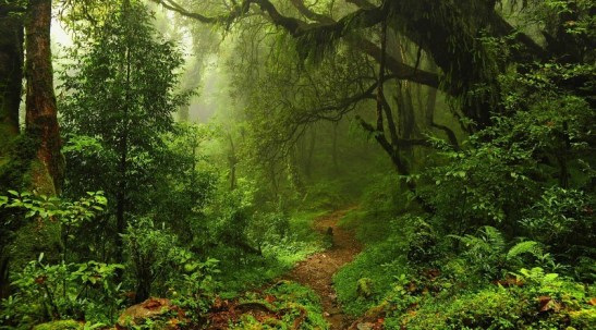 forest-trees-footpath-nature-jungle-wallpaper-216510