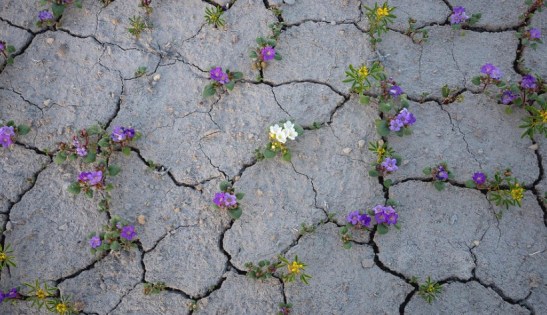 flores-desierto-utah