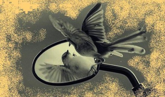 pajaro-mirandose-en-un-espejo