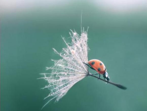 impossible_is_nothing__by_lentilciad41245w_large