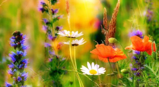 611187_polevyie-tsvetyi_romashki_maki_makro_leto_2048x1280_www.Gde-Fon.com