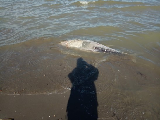 img_20200131_131139671