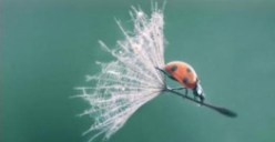 impossible_is_nothing__by_lentilciad41245w_large