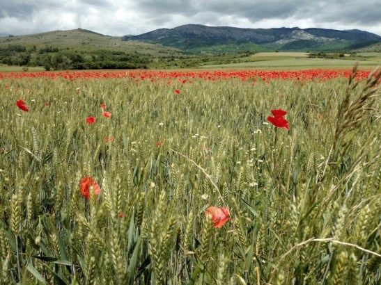 Camí de Llívia per Ur